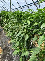 팜모닝 고추·영농일지 게시글 이미지