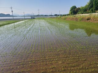 표고버섯10229님의 벼 · 영농일지 작성글 사진