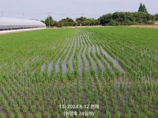 선종이님의 벼 · 영농일지 작성글 사진