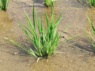 선종이님의 벼 · 영농일지 작성글 사진