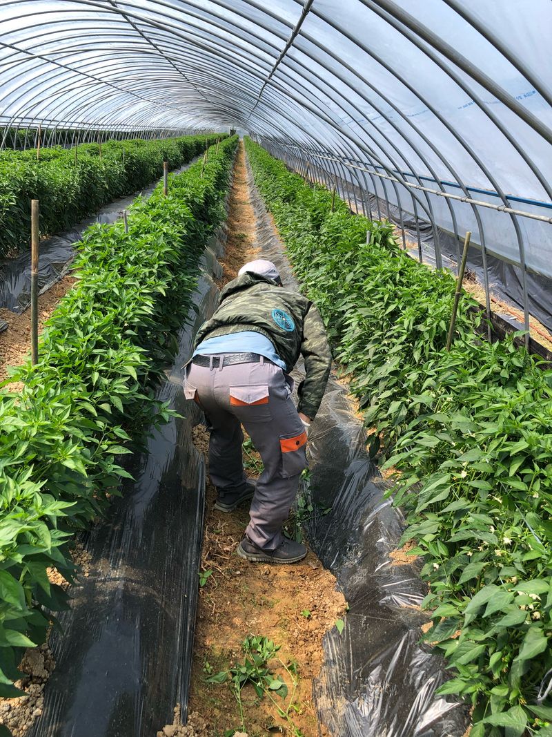 장터 상품 [꽈리고추 4Kg] 썸네일