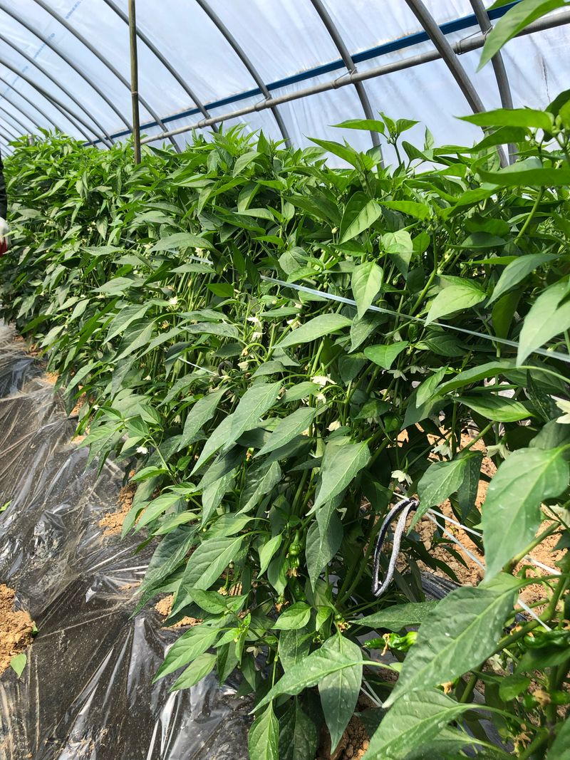 김건우님의 장터 판매 상품 [꽈리고추 4Kg] 첨부 사진