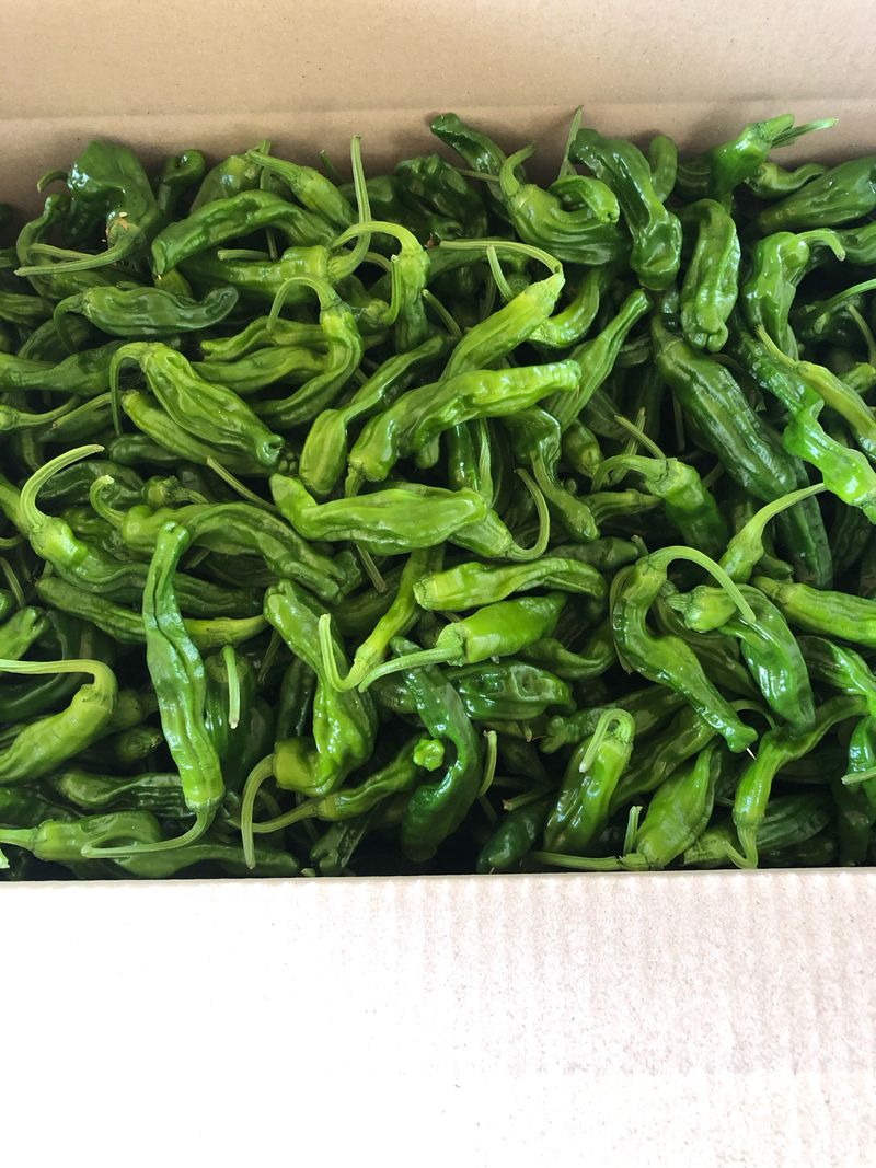 김건우님의 장터 판매 상품 [꽈리고추 4Kg] 첨부 사진