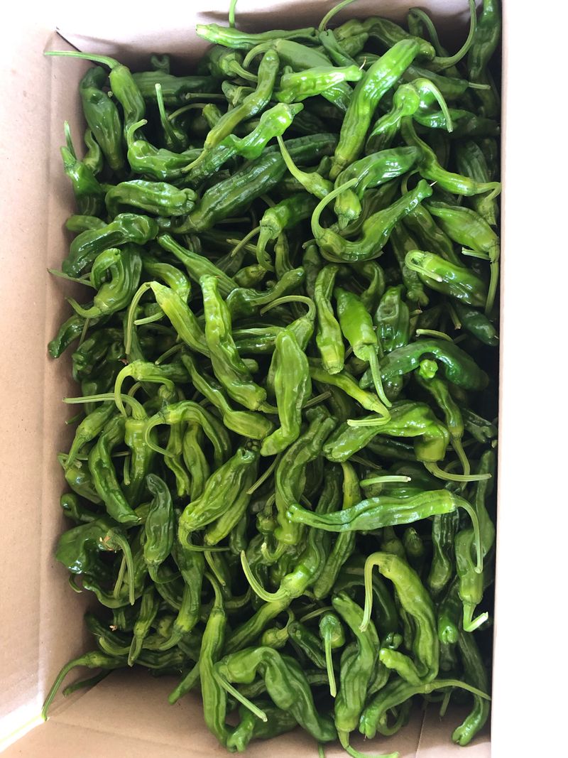 김건우님의 장터 판매 상품 [꽈리고추 4Kg] 첨부 사진