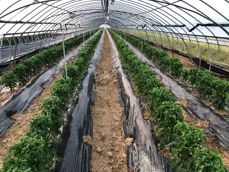 김건우님의 장터 판매 상품 [꽈리고추 4Kg] 첨부 사진