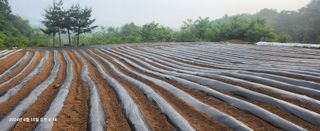 최병천님의 파 · 영농일지 작성글 사진