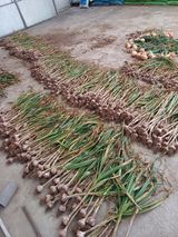 팜모닝 마늘·영농일지 게시글 이미지