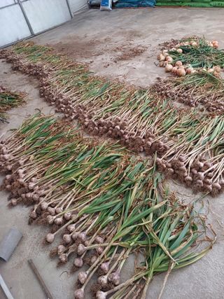 박해복님의 마늘 · 영농일지 작성글 사진