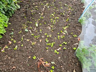 포도21806님의 농사, 무엇이든 물어보세요! · 참여글 작성글 사진