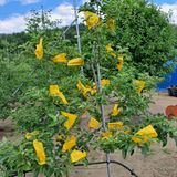 팜모닝 사과·영농일지 게시글 이미지