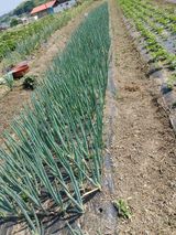 팜모닝 파·영농일지 게시글 이미지