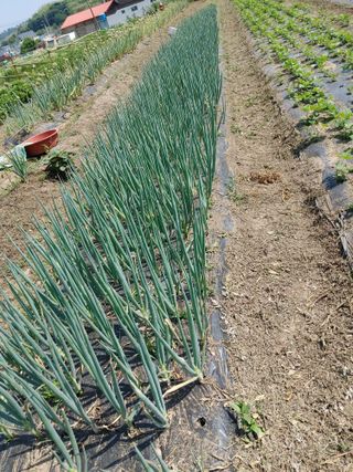 양배추15739님의 파 · 영농일지 작성글 사진