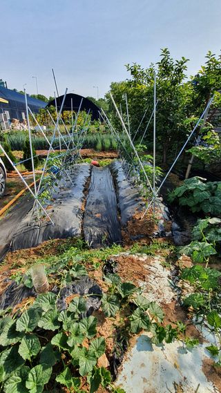 피알농부님의 고추 · 영농일지 작성글 사진