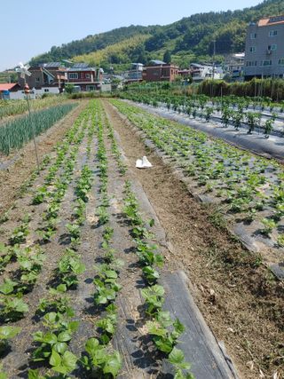 양배추15739님의 자유주제 · 자유게시판 작성글 사진