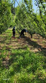팜모닝 자두·영농일지 게시글 이미지