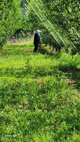 김준한님의 자두 · 영농일지 작성글 사진