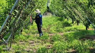 김준한님의 자두 · 영농일지 작성글 사진