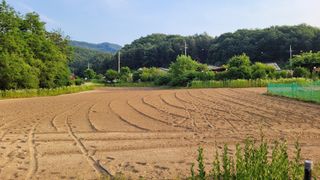 알 수 없음님의 콩 · 영농일지 작성글 사진