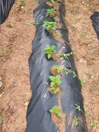 김영복님의 참깨 · 영농일지 작성글 사진