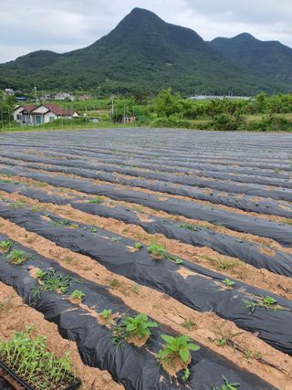 김영복님의 참깨 · 영농일지 작성글 사진