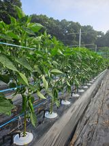 팜모닝 고추·영농일지 게시글 이미지