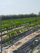 팜모닝 고추·영농일지 게시글 이미지