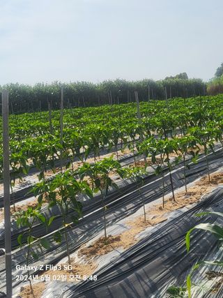 김기영님의 고추 · 영농일지 작성글 사진