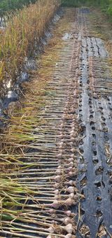 팜모닝 마늘·영농일지 게시글 이미지