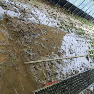 박운규.털보님의 기타작물 · 영농일지 작성글 사진