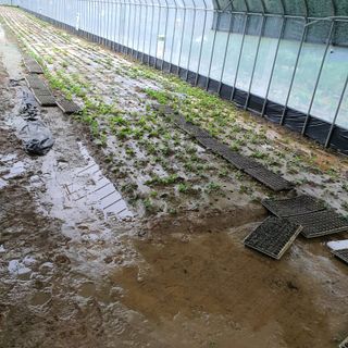 박운규.털보님의 기타작물 · 영농일지 작성글 사진