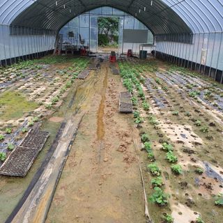 박운규.털보님의 기타작물 · 영농일지 작성글 사진