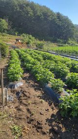 팜모닝 감자·영농일지 게시글 이미지