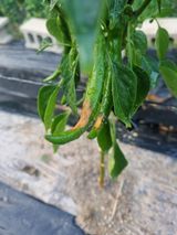 팜모닝 고추·병해충상담 게시글 이미지