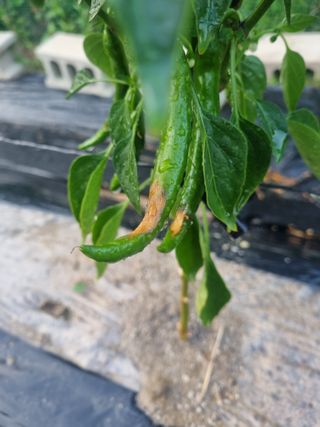 강옥석님의 고추 · 병해충상담 작성글 사진