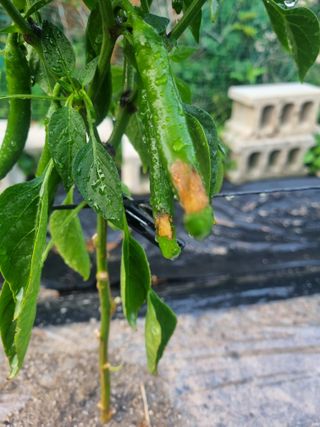 강옥석님의 고추 · 병해충상담 작성글 사진