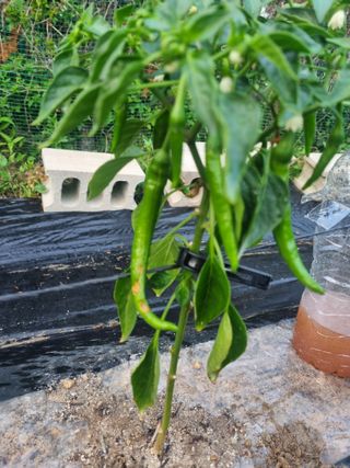 강옥석님의 고추 · 병해충상담 작성글 사진