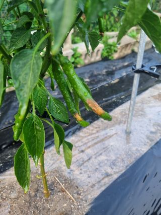 강옥석님의 고추 · 병해충상담 작성글 사진