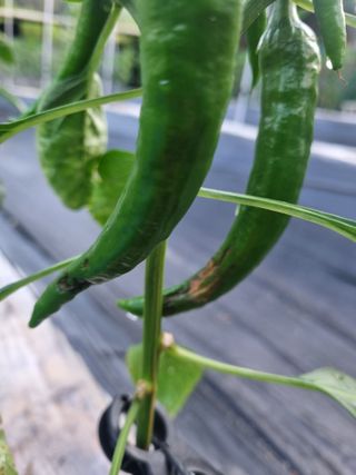 강옥석님의 고추 · 병해충상담 작성글 사진