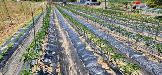 이종원님의 고추 · 영농일지 작성글 사진