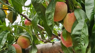 강원송이님의 자유주제 · 자유게시판 작성글 사진