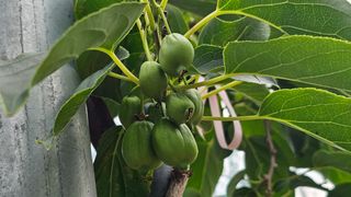 강원송이님의 자유주제 · 자유게시판 작성글 사진