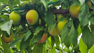 강원송이님의 자유주제 · 자유게시판 작성글 사진