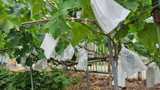 강원송이님의 자유주제 · 자유게시판 작성글 사진