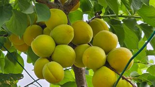 강원송이님의 자유주제 · 자유게시판 작성글 사진