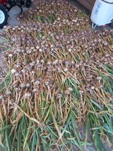 팜모닝 마늘·영농일지 게시글 이미지