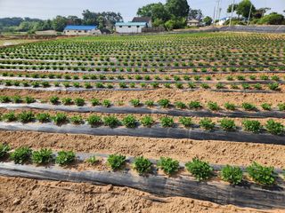 이상술님의 기타작물 · 영농일지 작성글 사진