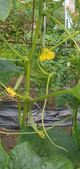 팜모닝 오이·영농일지 게시글 이미지