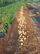 팜모닝 감자·영농일지 게시글 이미지