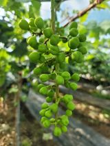 팜모닝 포도·영농일지 게시글 이미지