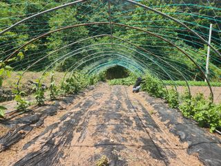 류호연님의 기타작물 · 영농일지 작성글 사진